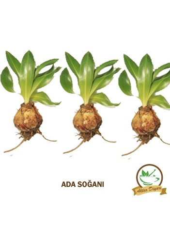 Ada Soğanı 500 Gr