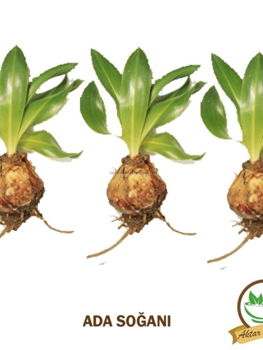Ada Soğanı 500 Gr