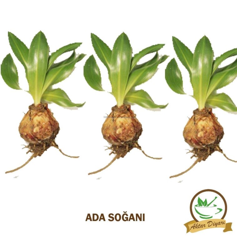 Ada Soğanı 1 kg