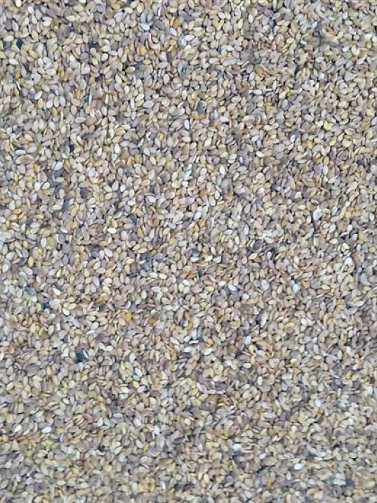 Susam Kabuklu- Susam Susam Kabuklu- Susam