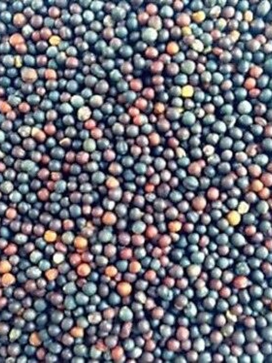 şalgam Tohumu şalgam Tohumu