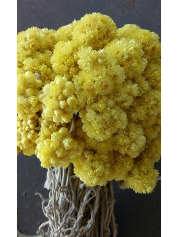 Sarı Solmaz-sarı Altın Otu Demet Sarı Solmaz-sarı Altın Otu Demet