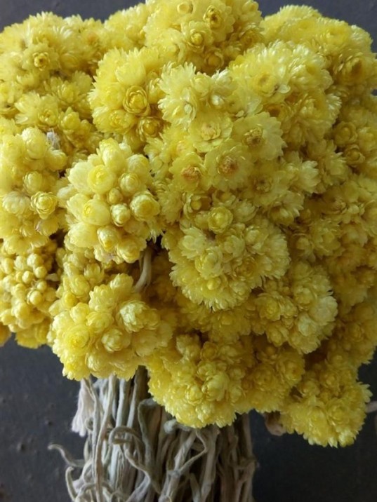 Sarı Solmaz-sarı Altın Otu Demet Sarı Solmaz-sarı Altın Otu Demet