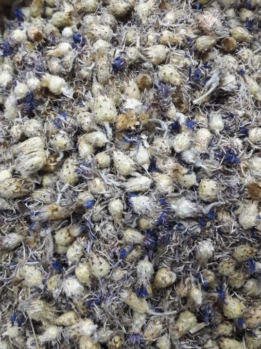 Peygamber çiçeği-mavi Kantaron Peygamber çiçeği-mavi Kantaron