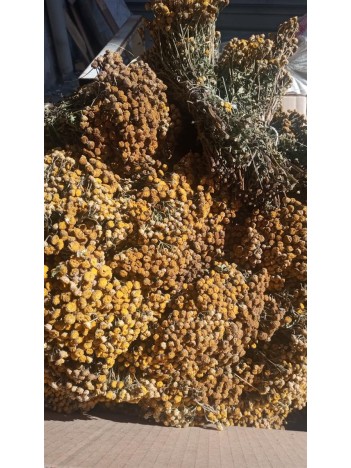 Solucan Otu Demet-tanacetum Vulgare Solucan Otu Demet-tanacetum Vulgare