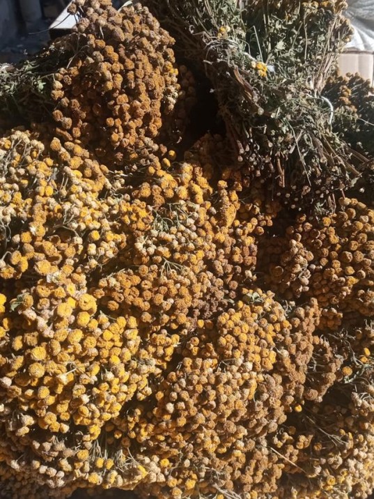 Solucan Otu Demet-tanacetum Vulgare Solucan Otu Demet-tanacetum Vulgare