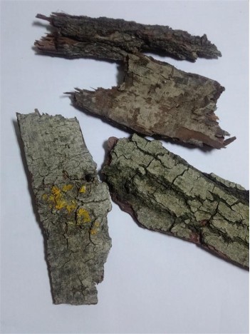 Söğüt Ağacı Kabuğu Söğüt Ağacı Kabuğu