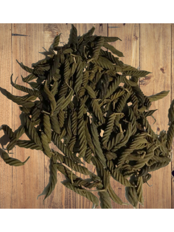 çarkıfelek-passiflora çarkıfelek-passiflora