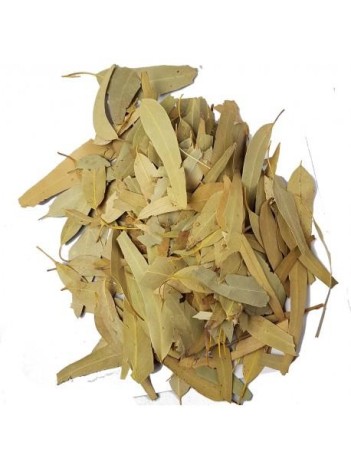 Okaliptüs Yaprağı