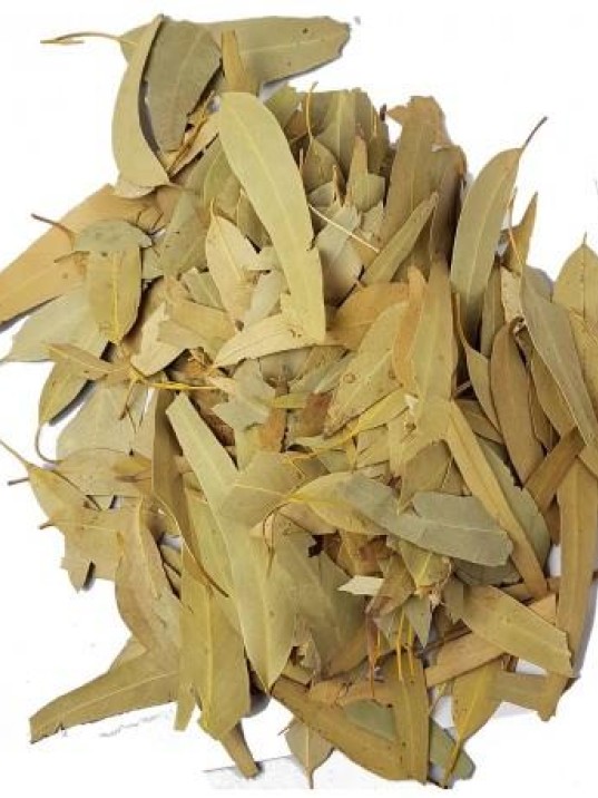 Okaliptüs Yaprağı