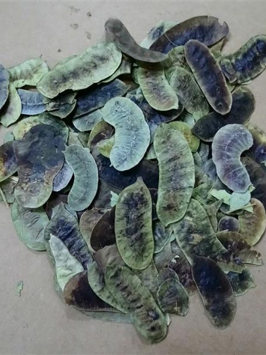 Aşlık Otu-açlık Otu Aşlık Otu-açlık Otu