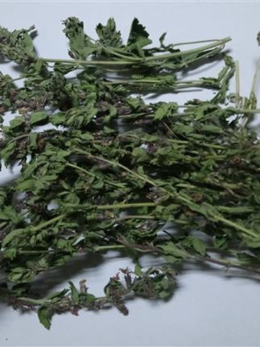 çıban Otu-kırmızı Kısa Mahmut çıban Otu-kırmızı Kısa Mahmut