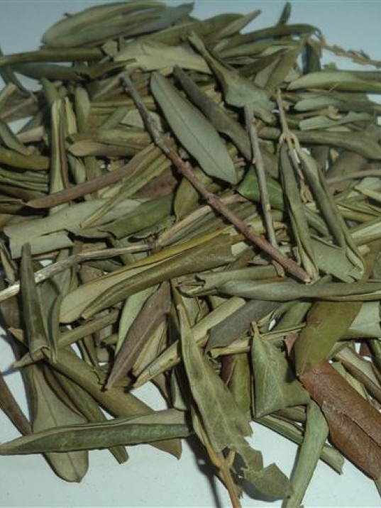 Zeytin Yaprağı Zeytin Yaprağı