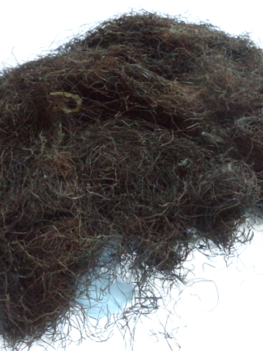 Mısır Püskülü-zea Mays Mısır Püskülü-zea Mays