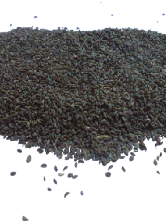 Maydanoz Tohumu Maydanoz Tohumu