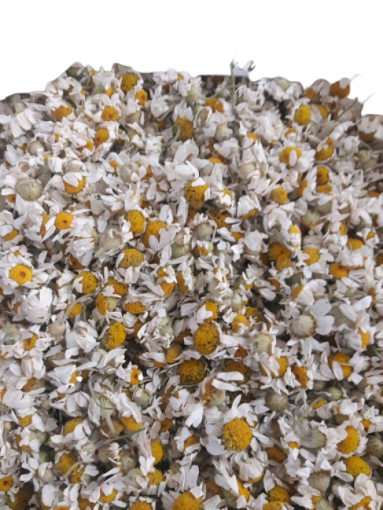 Papatya 2025 Tırmık Papatya 2025 Tırmık