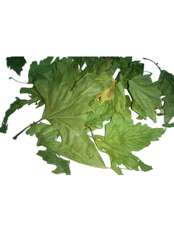 çınar Yaprağı çınar Yaprağı