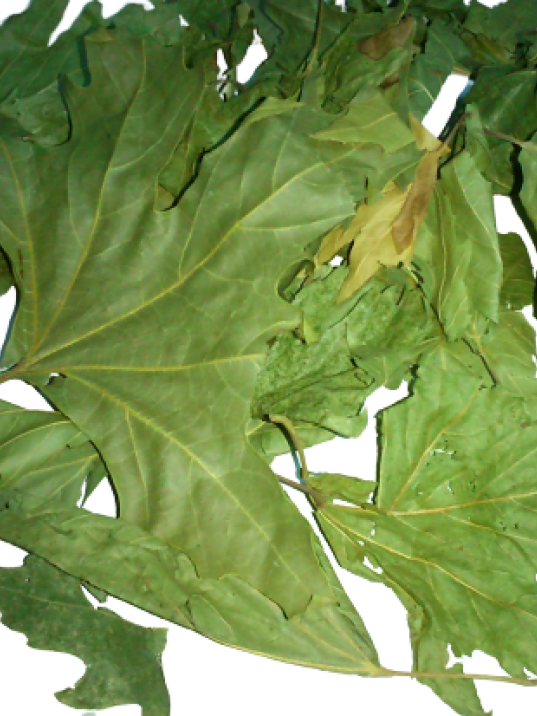 çınar Yaprağı çınar Yaprağı