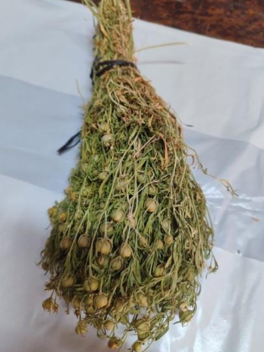 üzerlik Otu Demet Yeşil 2025 üzerlik Otu Demet Yeşil 2025