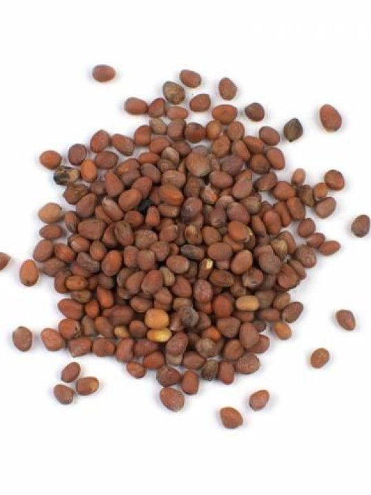 Turp Tohumu Kırmızı Turp Tohumu Kırmızı