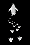 Kadın T-shirt Penguen Baskılı Bisiklet Yaka Kısa Kol Yazlık Tişört - Siyah Kadın T-shirt Penguen Baskılı Bisiklet Yaka Kısa Kol Yazlık Tişört - Siyah