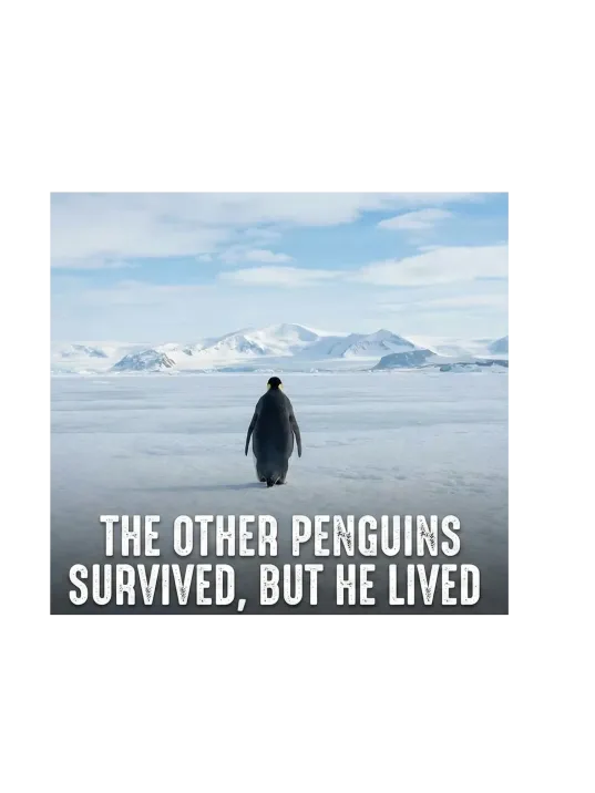 Kadın T-shirt Penguen Baskılı Bisiklet Yaka Kısa Kol Yazlık Tişört - Beyaz